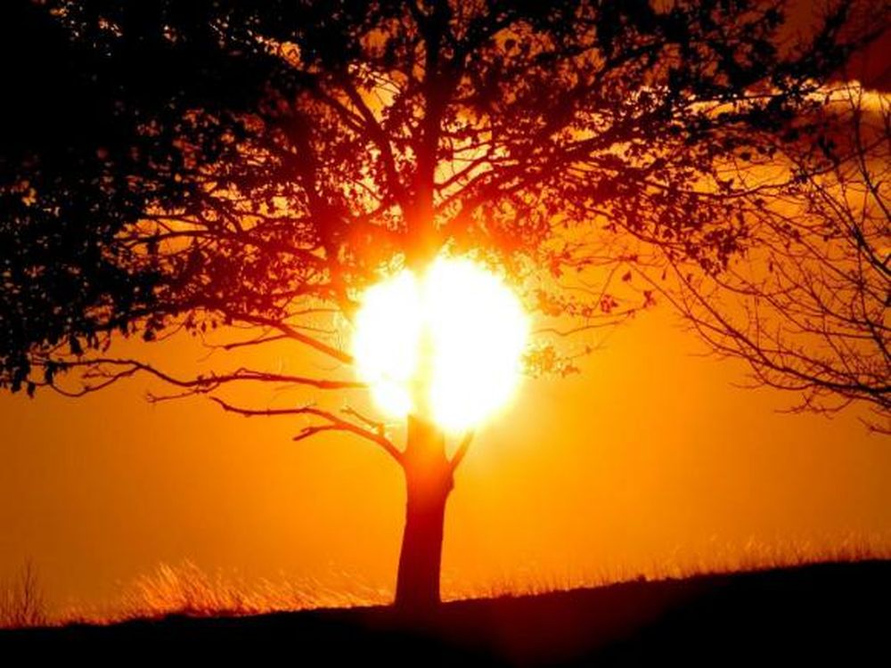 El golpe de calor en las plantas