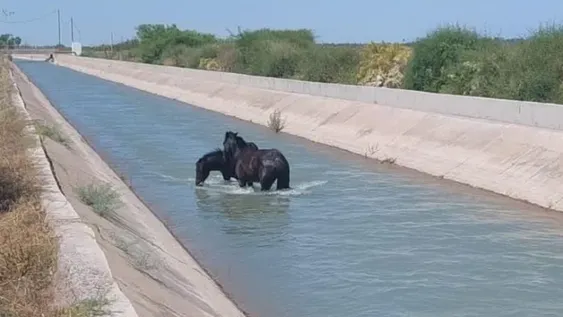 [VIDEO] Rescataron a una yegua y su potrillo del interior de un canal