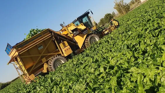 Hortalizas de invierno