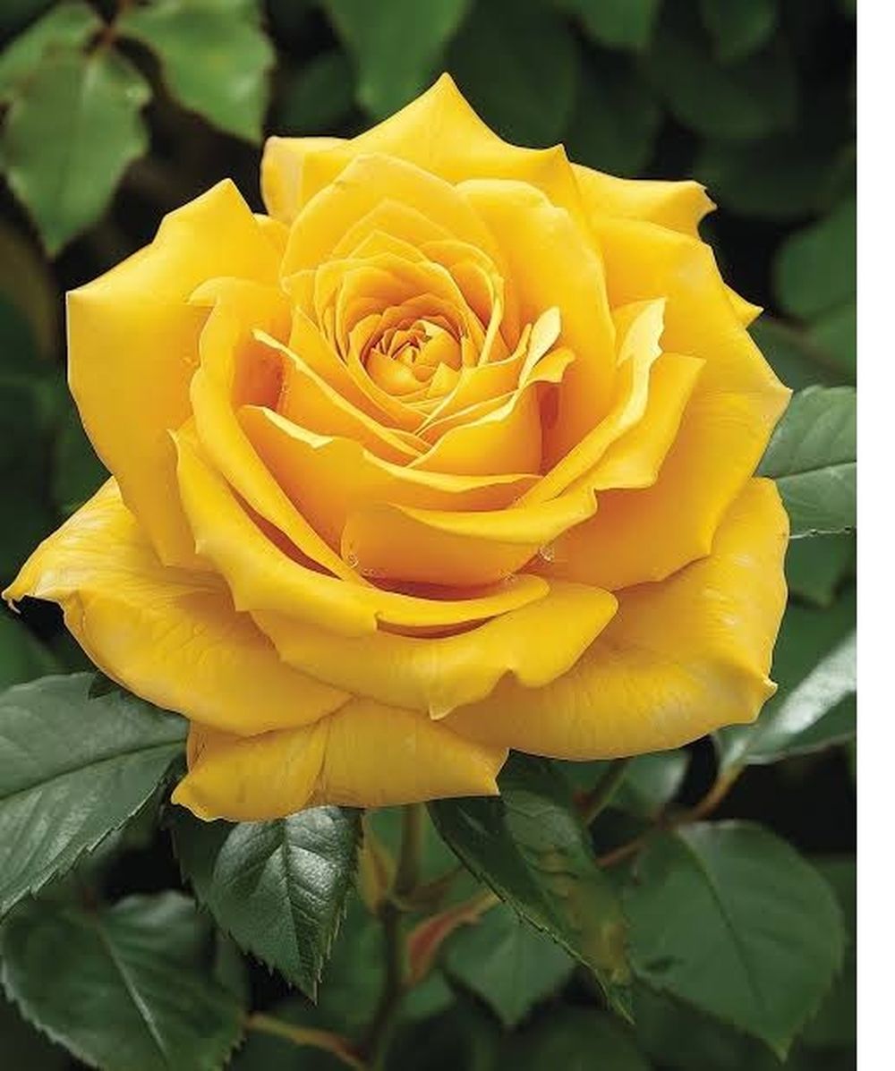Rosal Valery