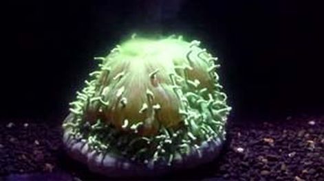 Increíble: graban por primera vez la muerte de un coral