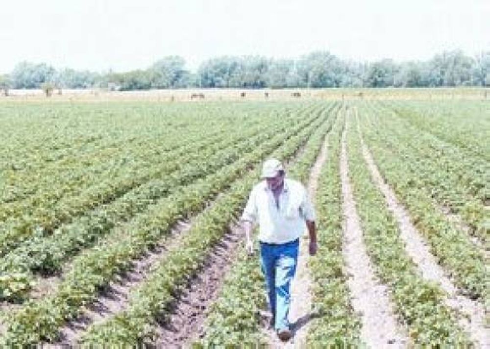 Cosecha de papa orgánica en la provincia de San Luis