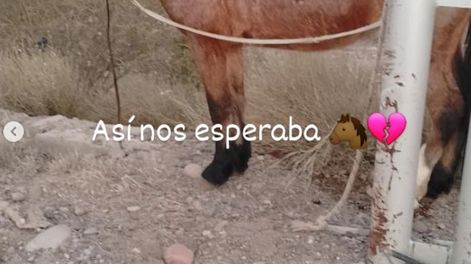 Lo grabaron maltratando a un caballo en la vía pública y pagará con un mes y medio de prisión