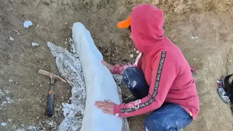 Descubrieron un colmillo de la Era del Hielo con más de 100.000 años de antigüedad