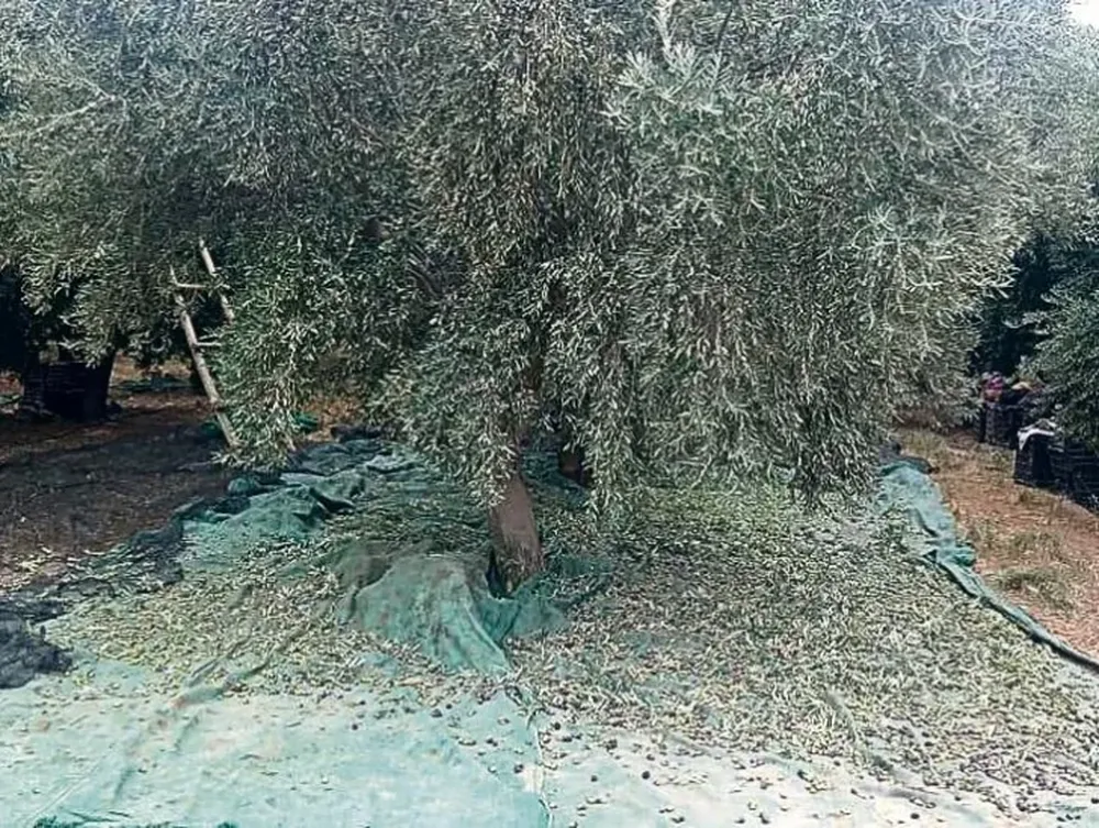 Las cifras de la olivicultura, en un informe de la FOA