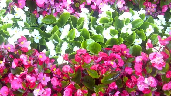 Flores de colores para atraer al colibrí