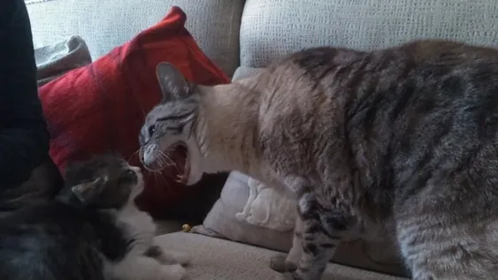 Identifican casos de transmisión de coronavirus de personas a mascotas