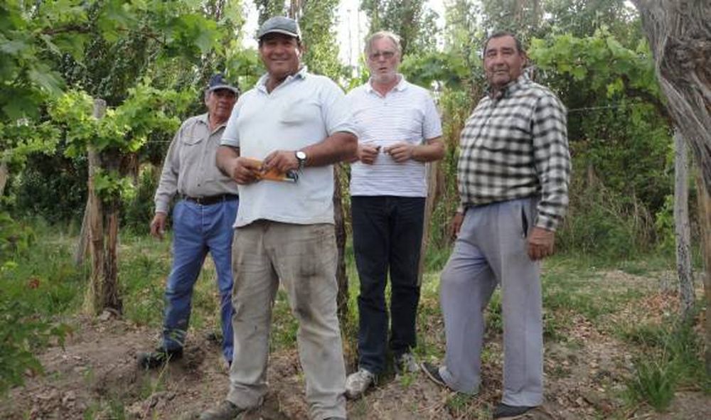 En un rincón iglesiano sobresalen dos vides que creían extintas