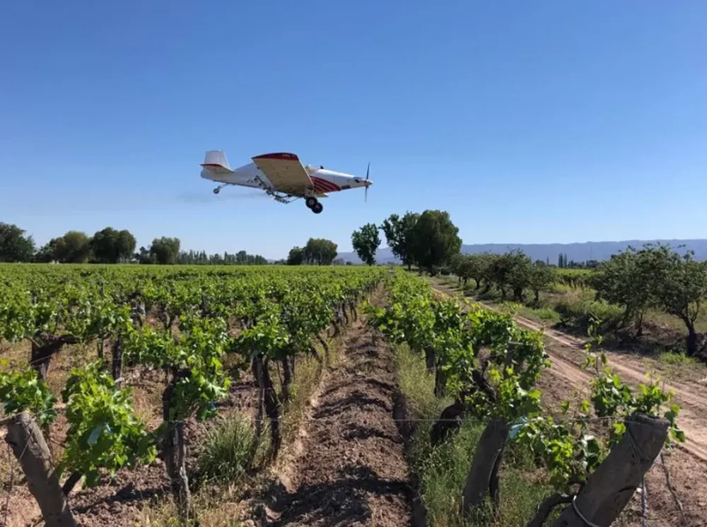 La Nación planea enviar fondos para la lucha contra la polilla de la vid