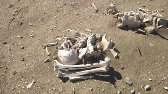 Misterio por la aparición de unos 20 esqueletos humanos en una playa de Chubut