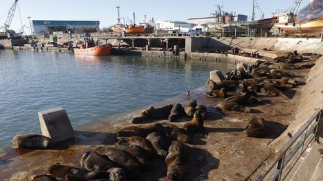 Al menos 25 lobos marinos muertos por gripe aviar en Mar del Plata