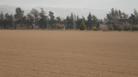 Nuevos materiales híbridos de sandías para nuestro país