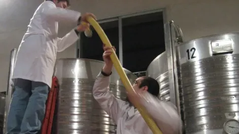 Diario de Cuyo | 14 SANJUANINOS. Los productores de mosto de la provincia que se sumaron a la iniciativa son más de lo que esperaban a nivel oficial. Creen que la mayoría pagará el crédito con su producto.