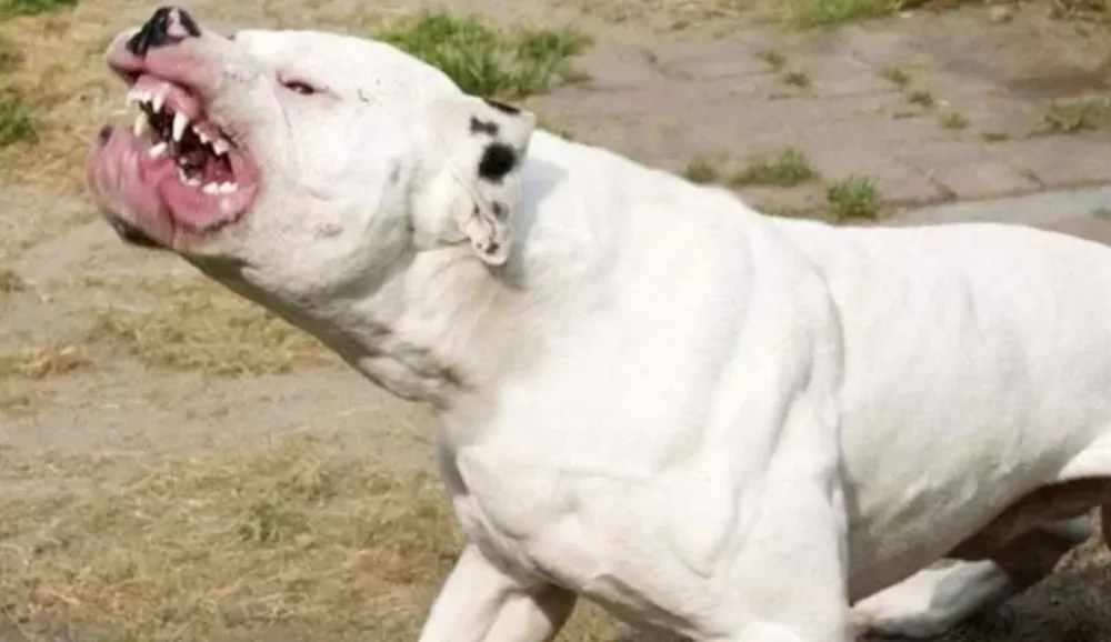 Un dogo, mascota de la familia, mató a una beba de dos años