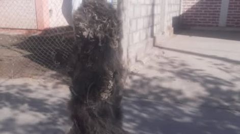 Golpearon y colgaron a un gatito en Villa Paula: investigan un aberrante caso de maltrato animal