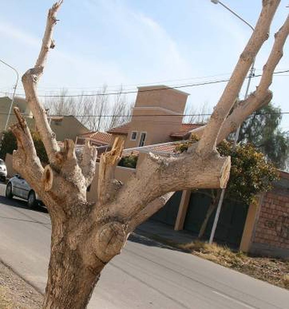 Poda: ya labraron 17% más de multas que en todo 2009