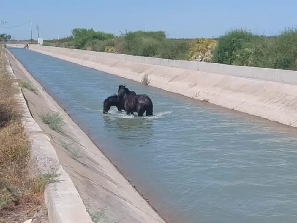 [VIDEO] Rescataron a una yegua y su potrillo del interior de un canal