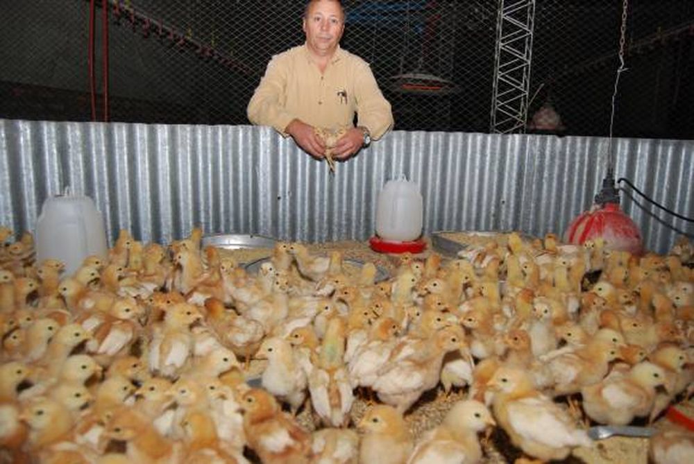 Crisis internacional afecta a los productores avícolas