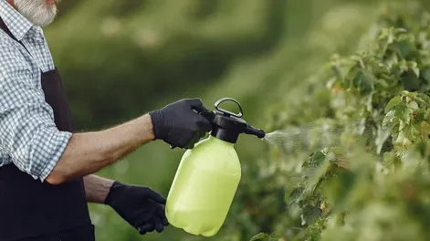 Diario de Cuyo | fumigacion_1_1_crop1708217548432 728x547.webp