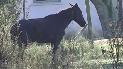 De película: montado a caballo, realizó un raid delictivo que incluyó hasta el robo de una bici