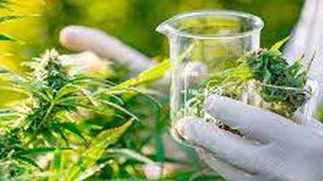 El Gobierno reglamentó la ley de cannabis: se podrá producir y consumir desde alimentos hasta cosméticos