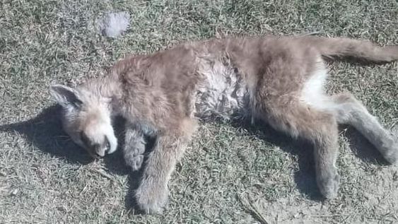 Hallaron un pumita muerto en el jardín de una casa de Ullum