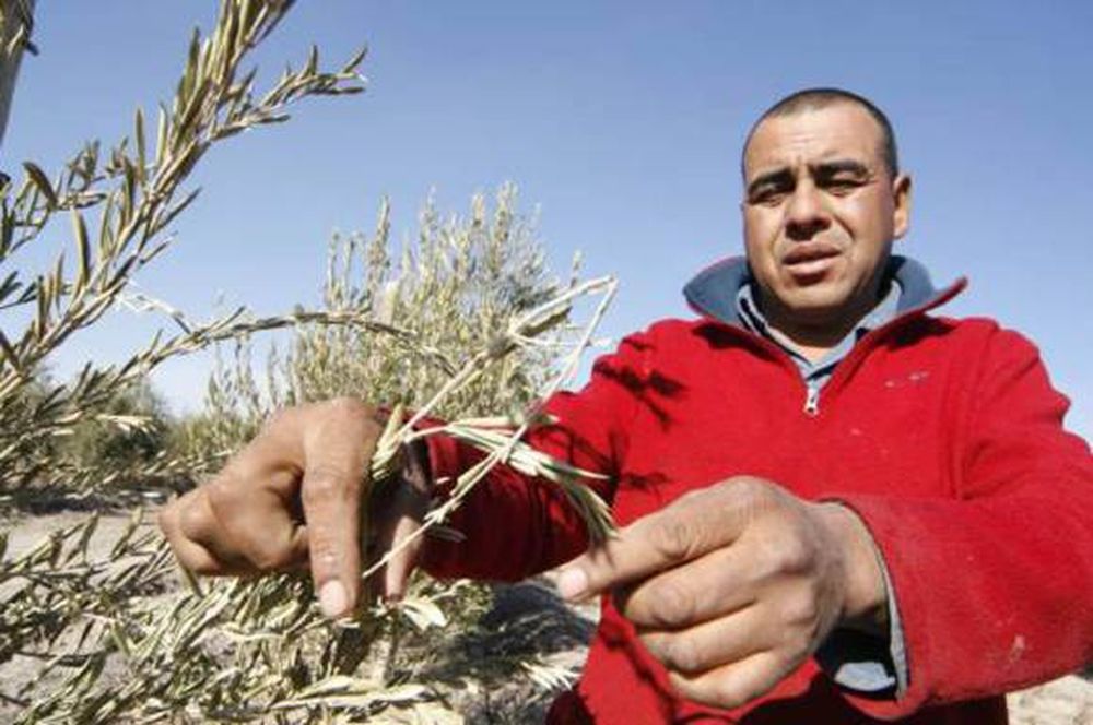 Olivos: sólo  578 ha con  denuncias por  las heladas