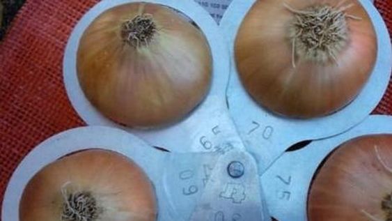 Los agricultores egipcios de cebolla, han cambiado a cultivos como el trigo