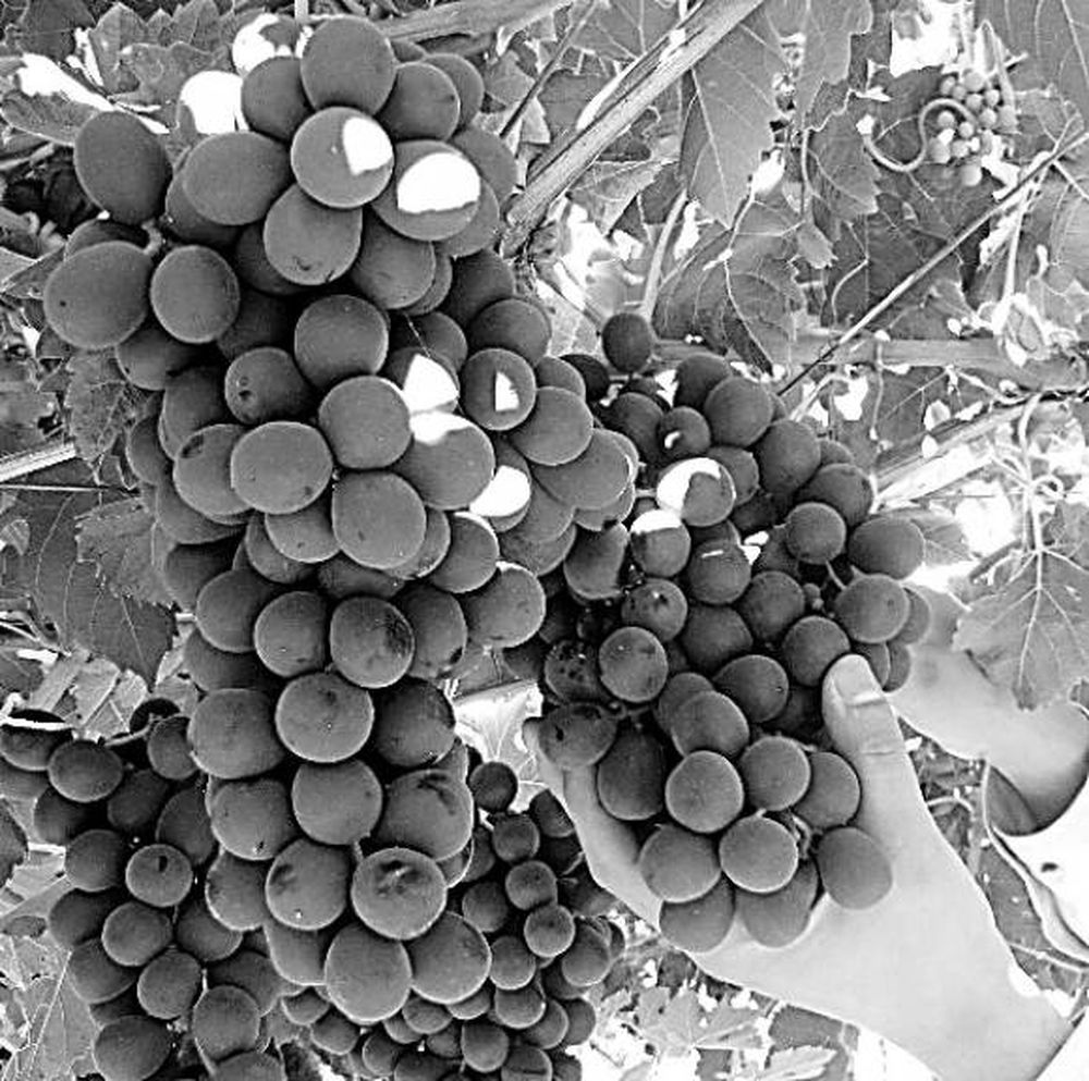 Uva: Chile ya creó una  importante variedad