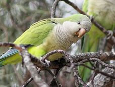 La futura resolución provincial establecerá el marco legal para el manejo de la especie.