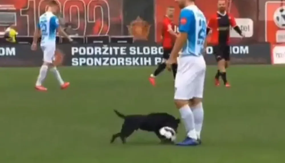 Un perro entró al campo de juego, cortó una contra y hasta le hizo un caño a un jugador