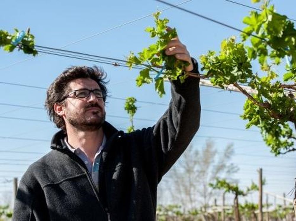 ¿En qué período del ciclo de la vid afecta la seca en San Juan?