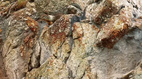 Reto visual: ¿Podés encontrar al animal camuflado entre las rocas?