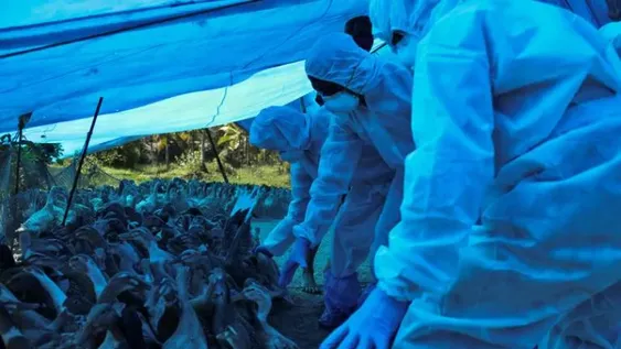 Gripe aviar: Francia sacrificó 16 millones de aves, récord desde el inicio de la epidemia