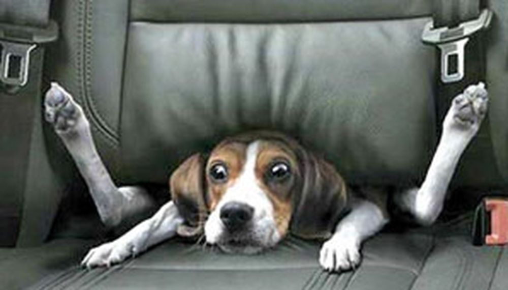 Para viajar con mascotas