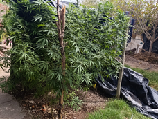 Las plantas de marihuana seucestradas en un domicilio de 25 de Mayo. Las plantas de marihuana seucestradas en un domicilio de 25 de Mayo.