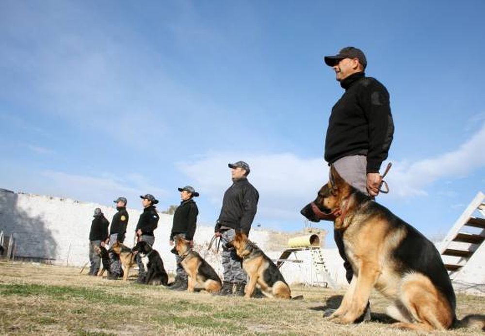 Perros de la cárcel