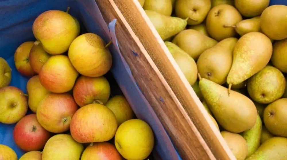 Hay menos carpocapsa en el Sur