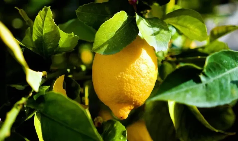Qué recomiendan los expertos en jardinería para hacer florecer un limonero en casa