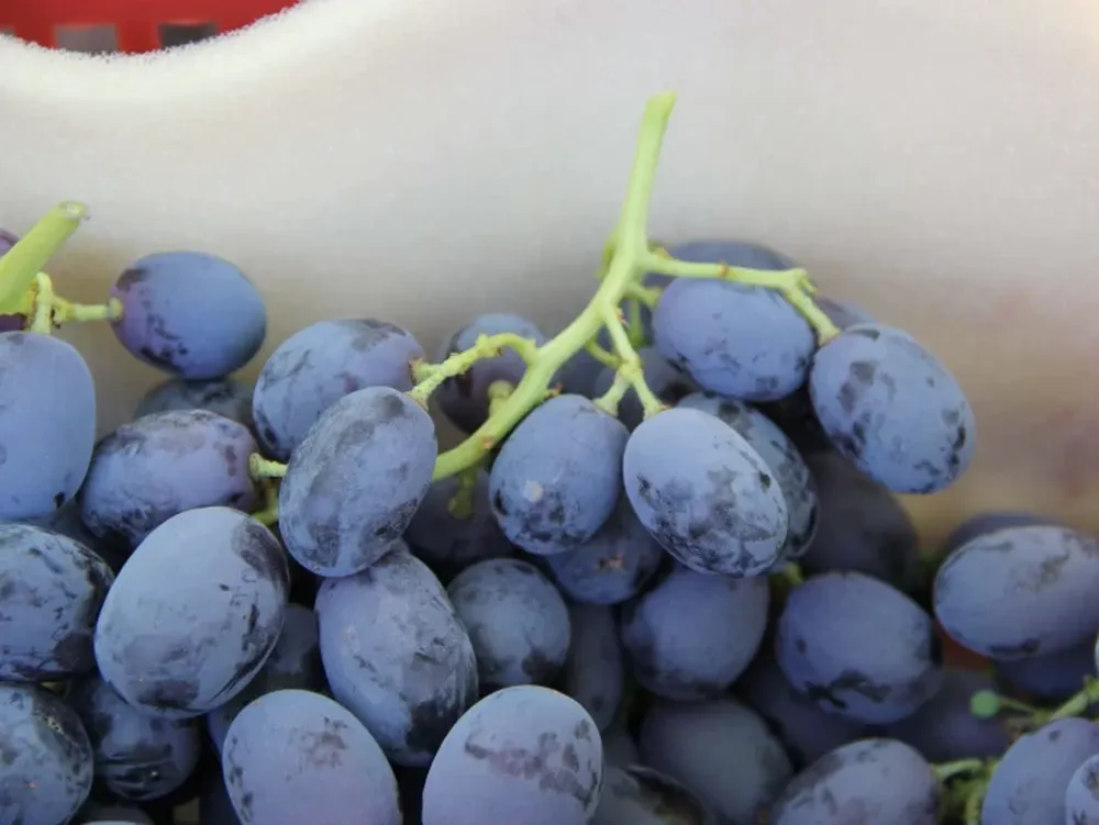 Vitivinicultura orgánica en Argentina