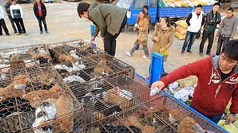 En China rescataron a 500 gatos que iban a ser cocinados