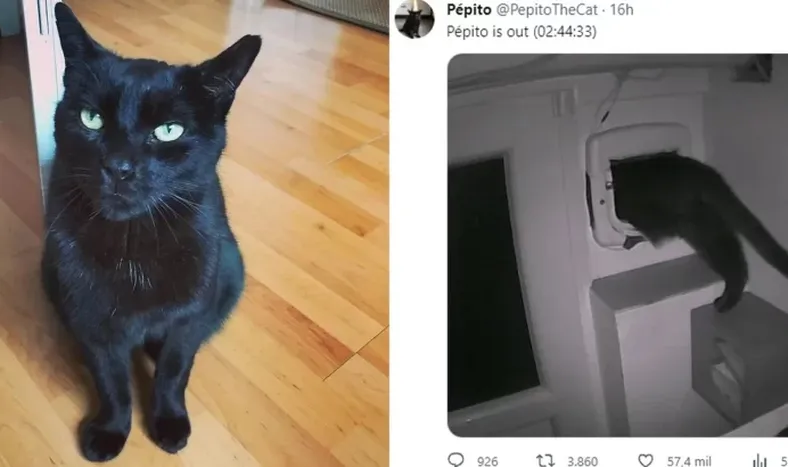Quién es Pepito, el gato que es viral en Twitter