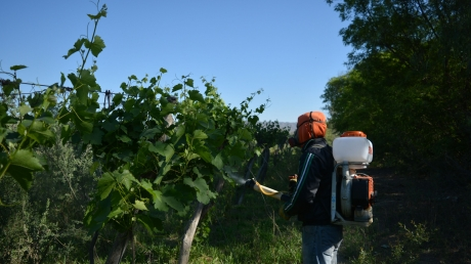 Con fondos propios, el gobierno de San Juan lanza campaña contra la polilla de la vid