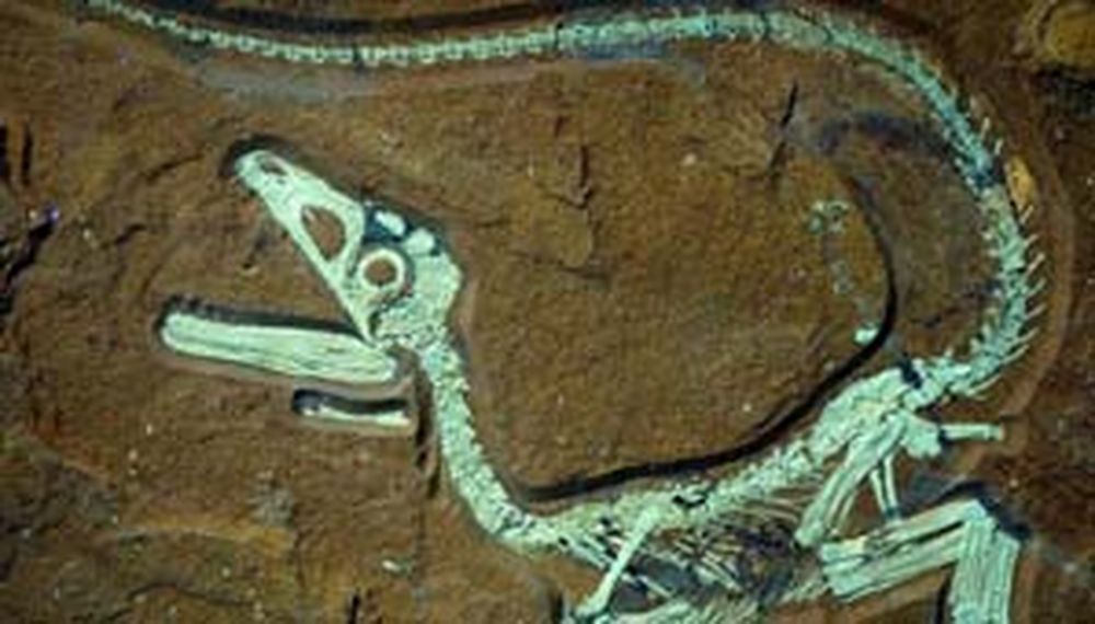 Robaron un dinosaurio