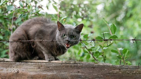 Una mujer fue mordida por un gato y murió de rabia, el primer caso registrado en 13 años