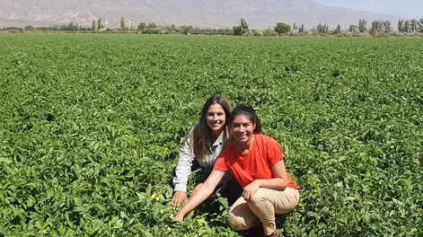 El clima atrasa la fecha de la cosecha de tomate industria