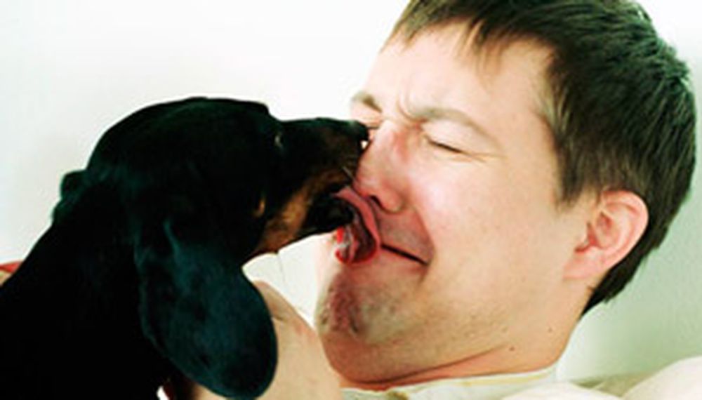¿Por qué los perros lamen el rostro de sus amos?