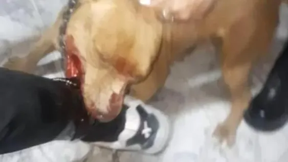 Piden rezar por la víctima del pitbull