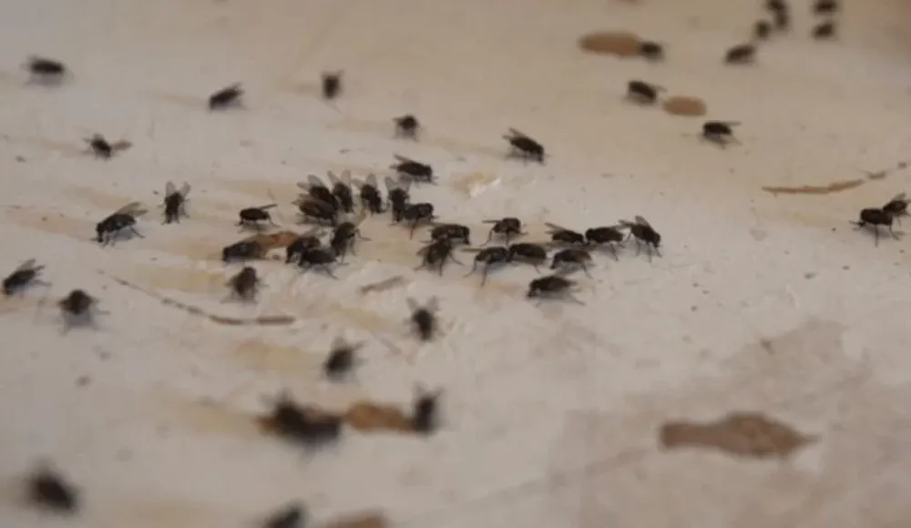 Moscas y mosquitos: 4 trucos caseros para eliminarlos para siempre