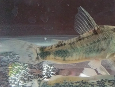 El primer registro del género Hoplisoma en la provincia de San Juan. El primer registro del género Hoplisoma en la provincia de San Juan.